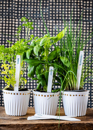 Étiquettes pour herbes aromatiques